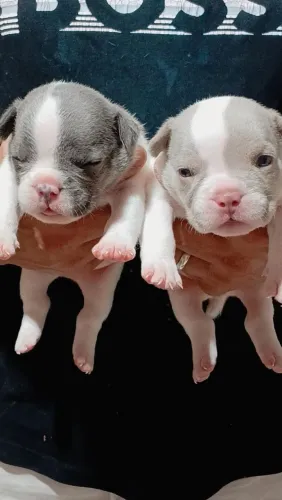 Américan bully nano fêmea e machinho 
