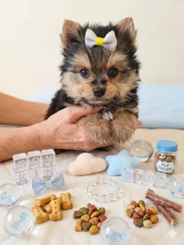 Cachorro é aquele amigo que sempre vai lamber suas feridas 