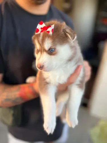 Filhotes Husky siberiano 