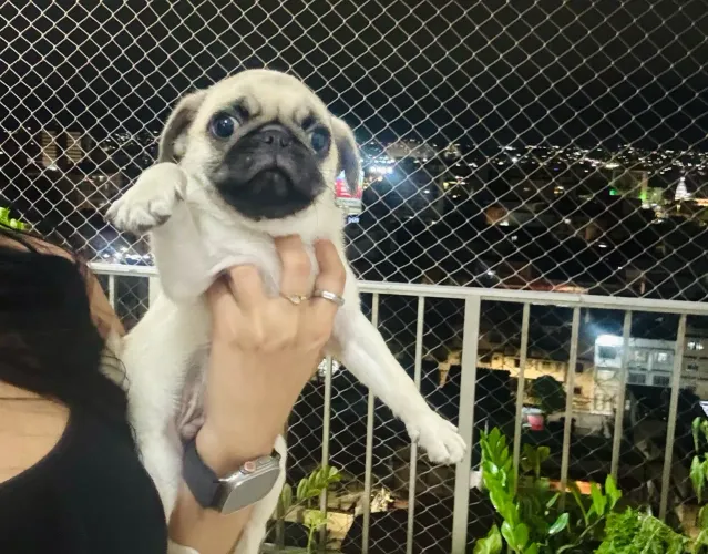 Pug filhote