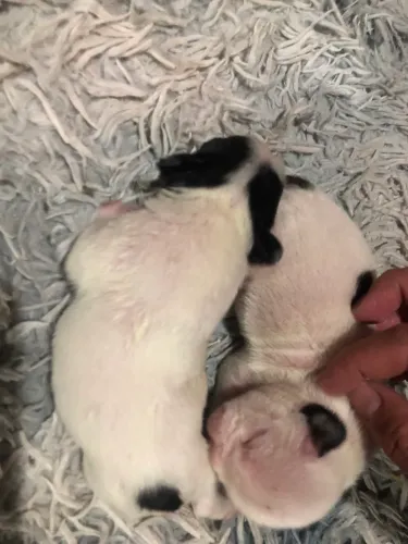 Vendo buldogue francês