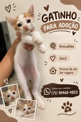 Gatinho filhote fofinho para adoção
