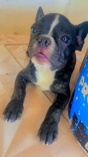 Bulldog francês 