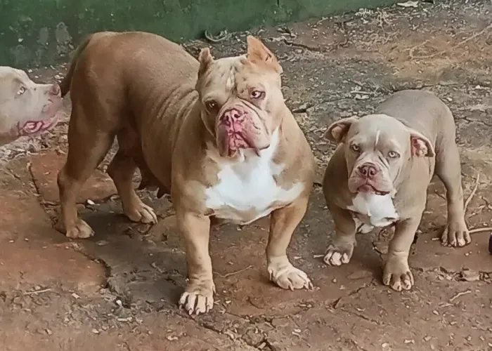 Filhote Fêmea american bully, pedigree, vacina importada