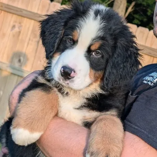 Filhotes de Bernese | Seu novo companheiro de vida.