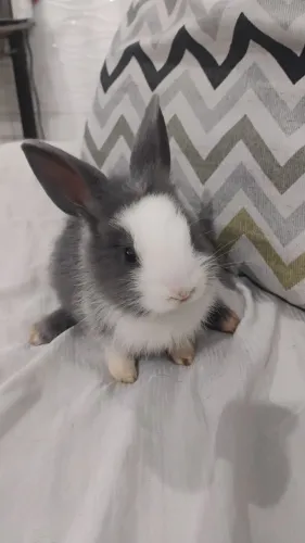 Filhotes de coelhos fofinhos