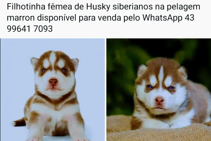Filhote de Husky siberianos