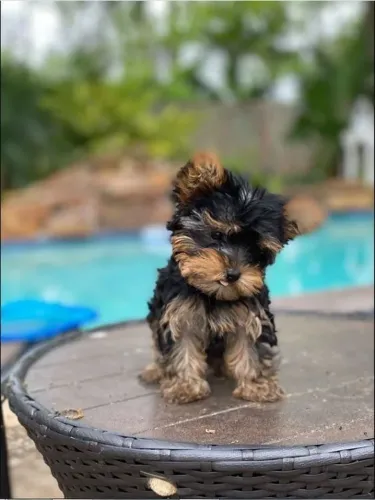 Yorkshire Terrier Um companheiro que percebe o clima do dia