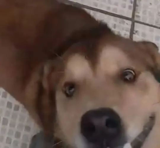 Amigão para doação - cão de guarda dócil