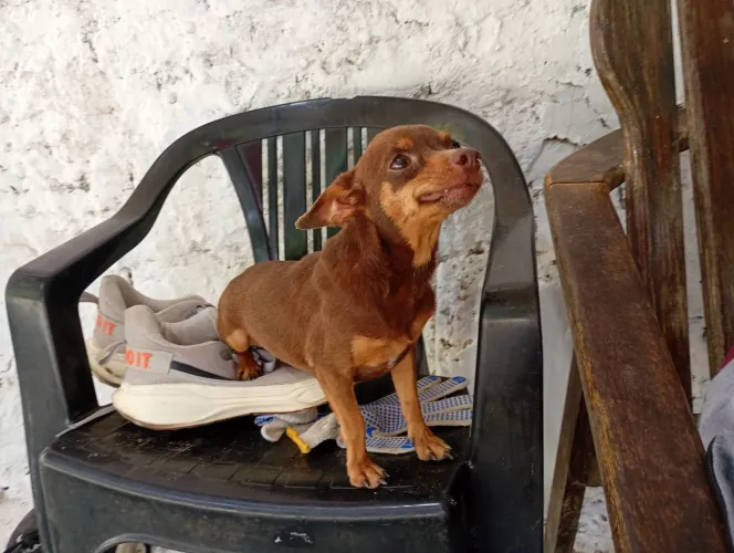 Fêmea no cio. N 0 x 1 bem pequena ! Tem cerca de 3 anos nunca pegou cria !