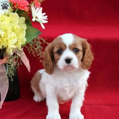Cavalier King Macho/Fêmea - Entrega Hoje