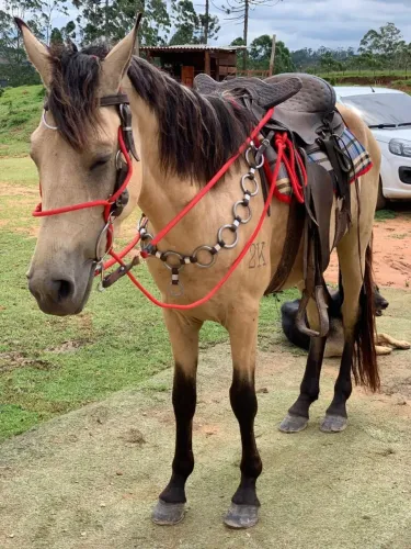 Casal de cavalo Manga-larga (Registrado)