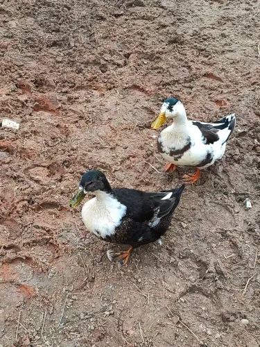 Marrecos macho e fêmea 