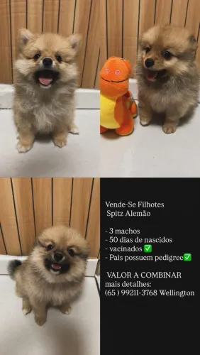 Filhotes de spitz alemão machos