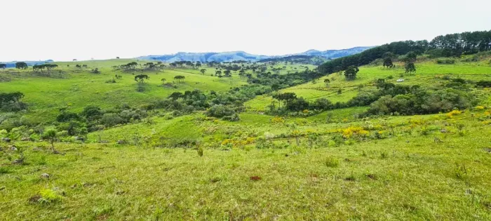São Joaquim- Serra Catarinense- 15 hectares