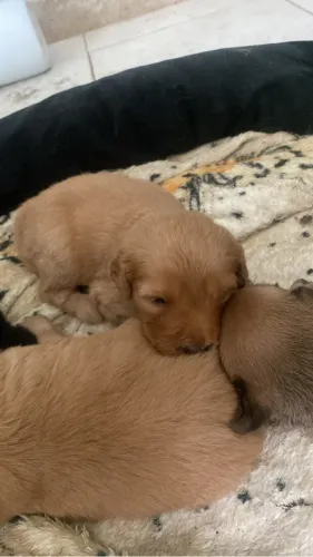 Doação de filhotes te cachorro