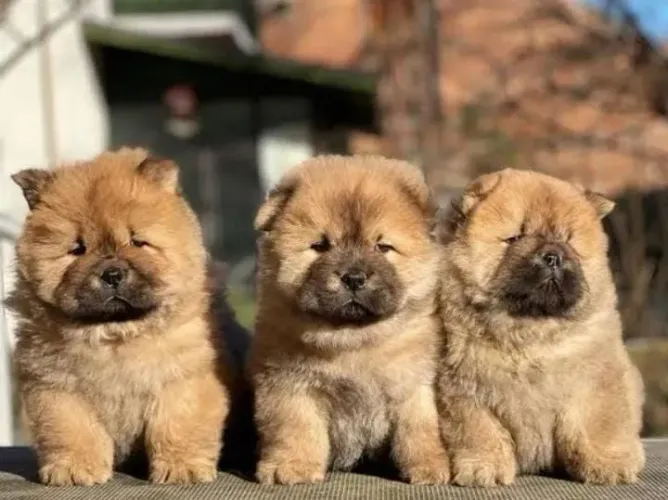 Estou doando 4 filhotes de Chow Chow , motivo estou indo pra Europa ! 