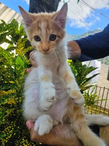 ADOÇÃO GATOS