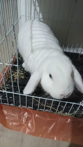 Vendo coelha mini lop 7 meses