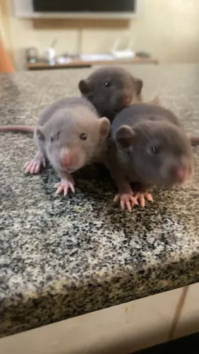 RATINHOS TWISTER