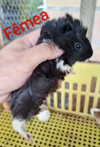 Porquinhos da índia filhotes.