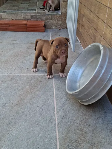 Pitbull Pit Monsters