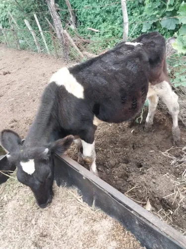 2 bezerros giro leiteiro inseminação 