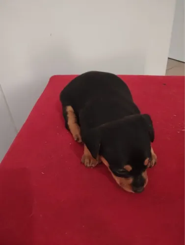 Vendo pinche 1