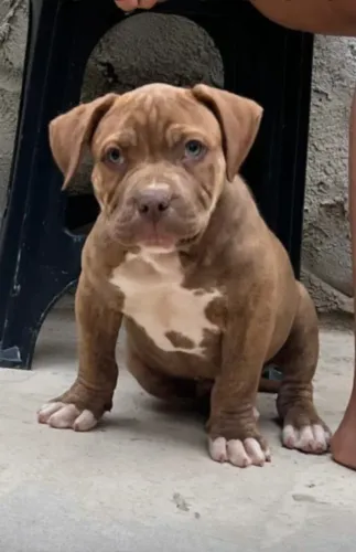 vendo lindo filhote de pit monster com pedigree