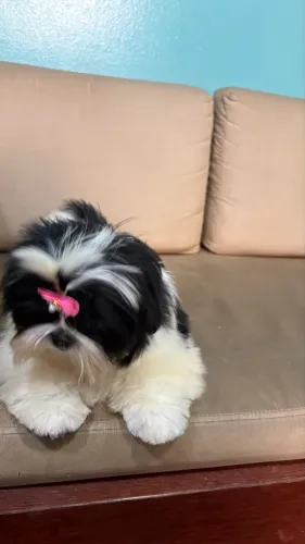 Shih tzu fêmea 5 meses