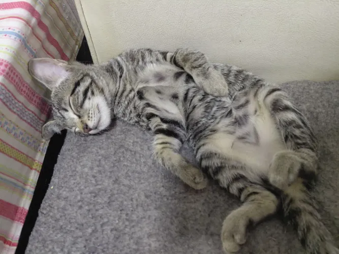 Doação de Gatas filhotes
