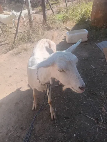 Cabras a venda