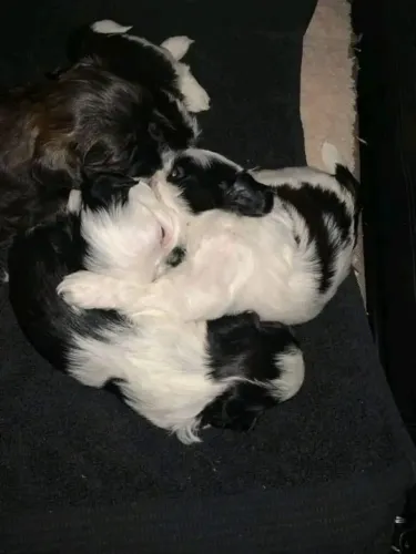 Filhotes de Shih Tzu | Alegria que contagia todos.