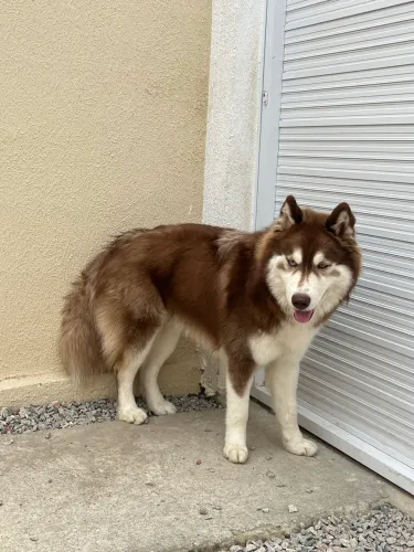 VENDE-SE husky 