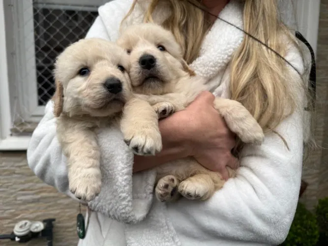 Golden Retriever
