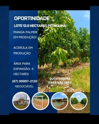 Lote Agrícola em Produção em Petrolina!