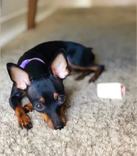 Filhotes de pinscher