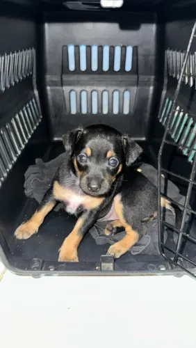Filhote de Pinscher fêmea