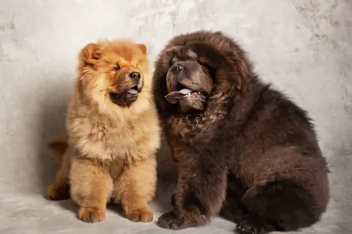 ? Seu Novo Chow Chow Está Aqui | Filhotes Prontos para Reserva