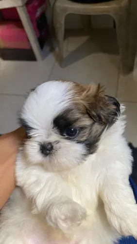 Filhote de shitzu macho com três meses de idade
