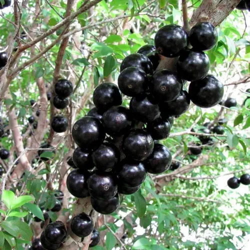 Jabuticaba fruta 0,5 kg ( Maricá)