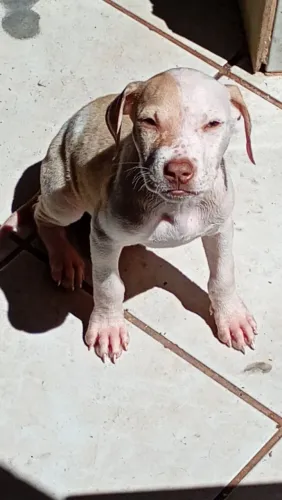 Fêmea Pitbull 