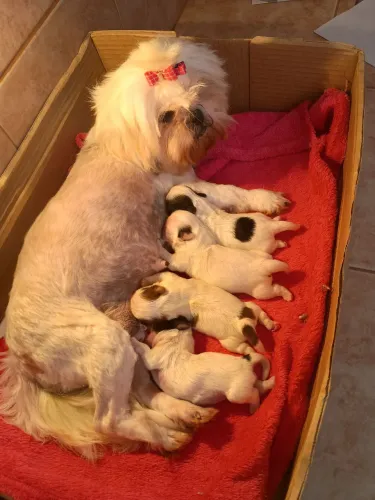 Maravilhosos SHIHTZU MINI Clarinhos