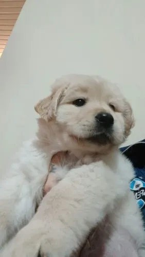 GOLDEN RETRIEVER 