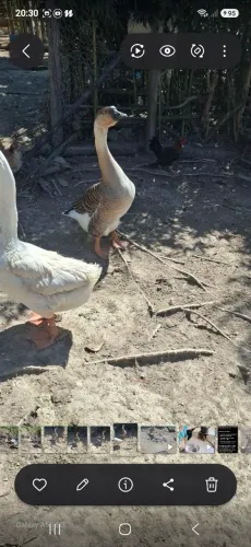 Gansa Africano!!!
