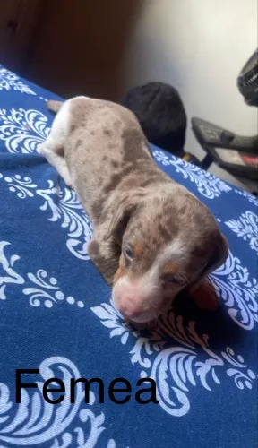 Dachshund arlequim salsicha