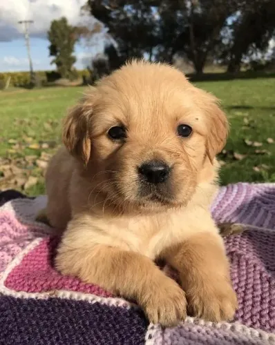 Golden Retriever Filhotes Bem Desenvolvidos.