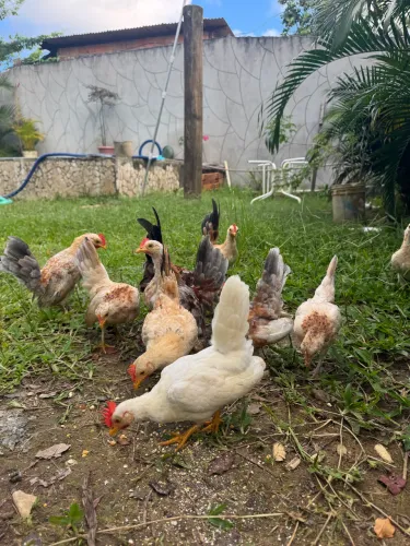 Franguinhos , pai da raça serama e mãe nagazak valor 120 a unida