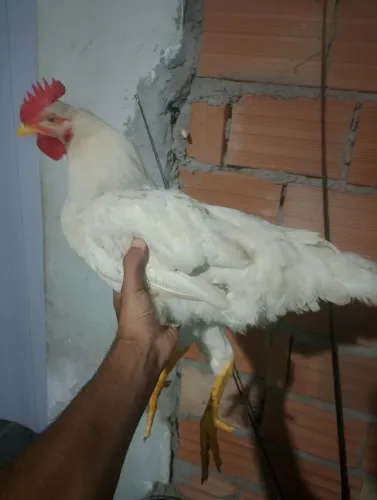 Vendo 1 frango 2 frangas com 6 meses