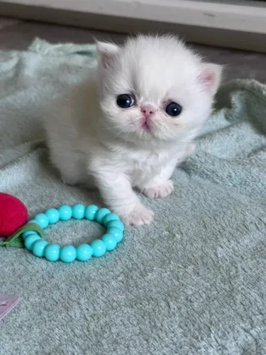 Gato Persa lindos filhotinhos com qualidade refinada